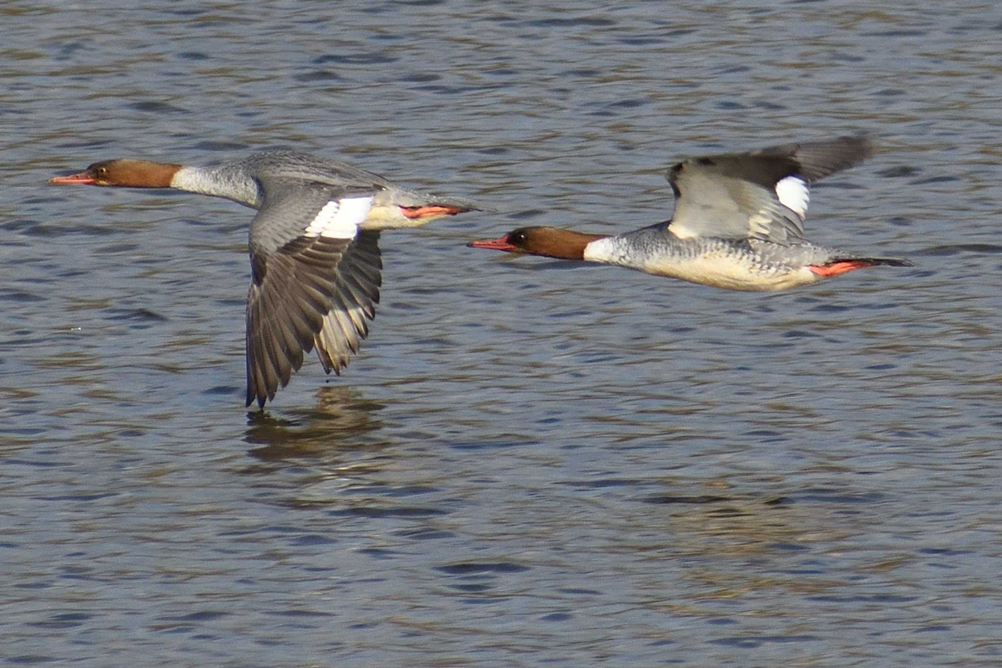 Common Merganser