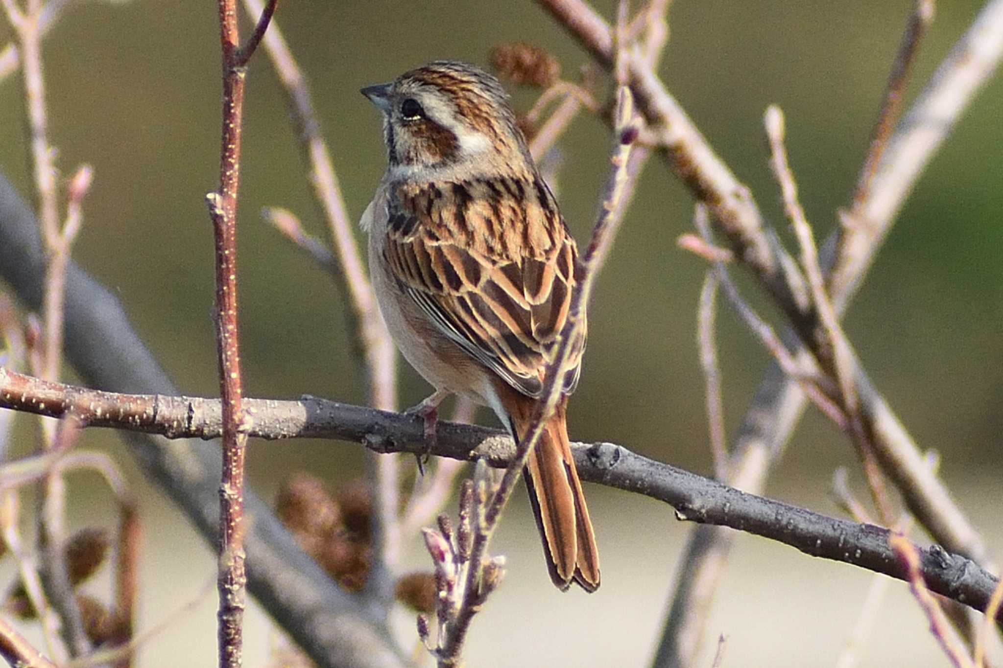 Common Reed Bunting