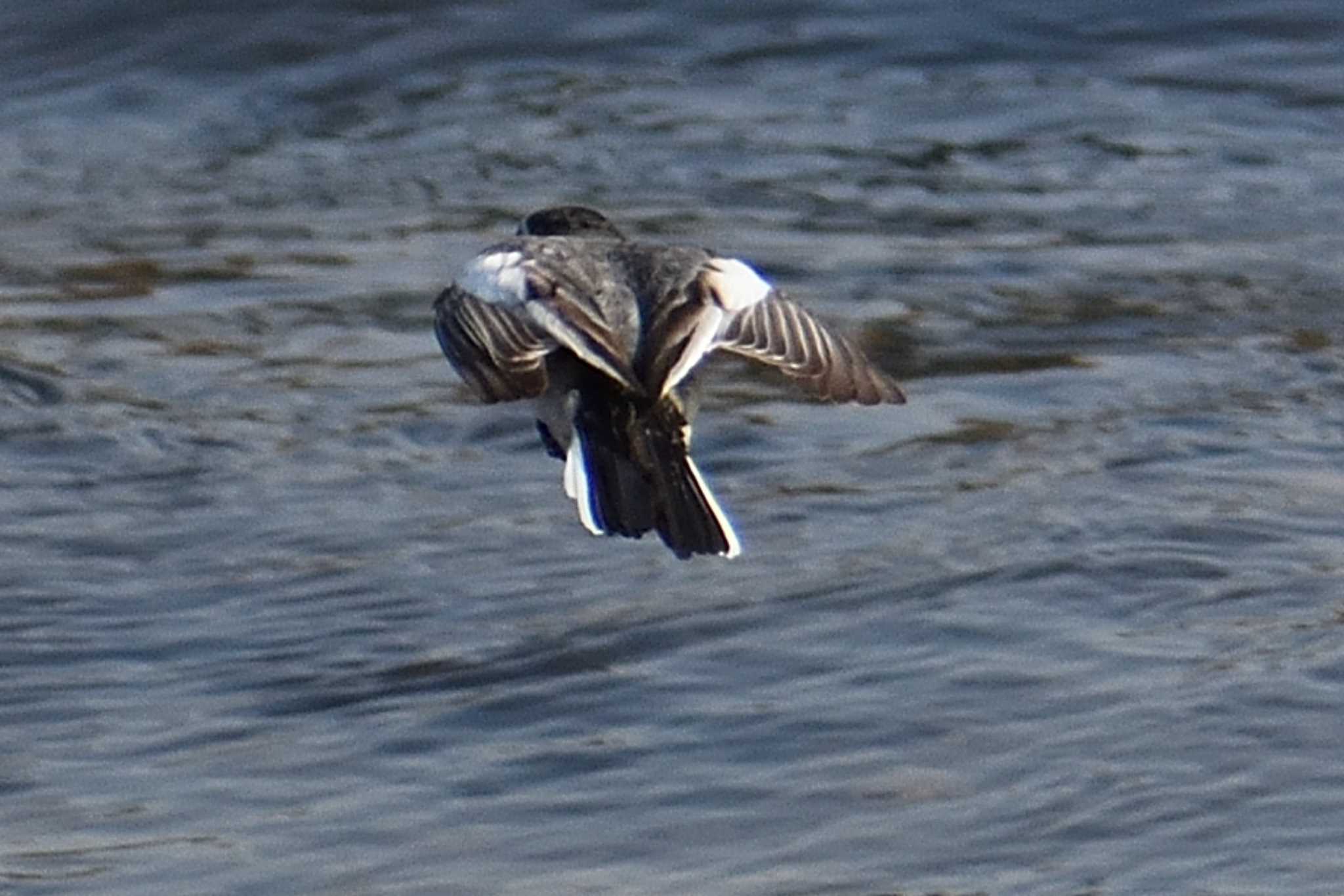 Japanese Wagtail