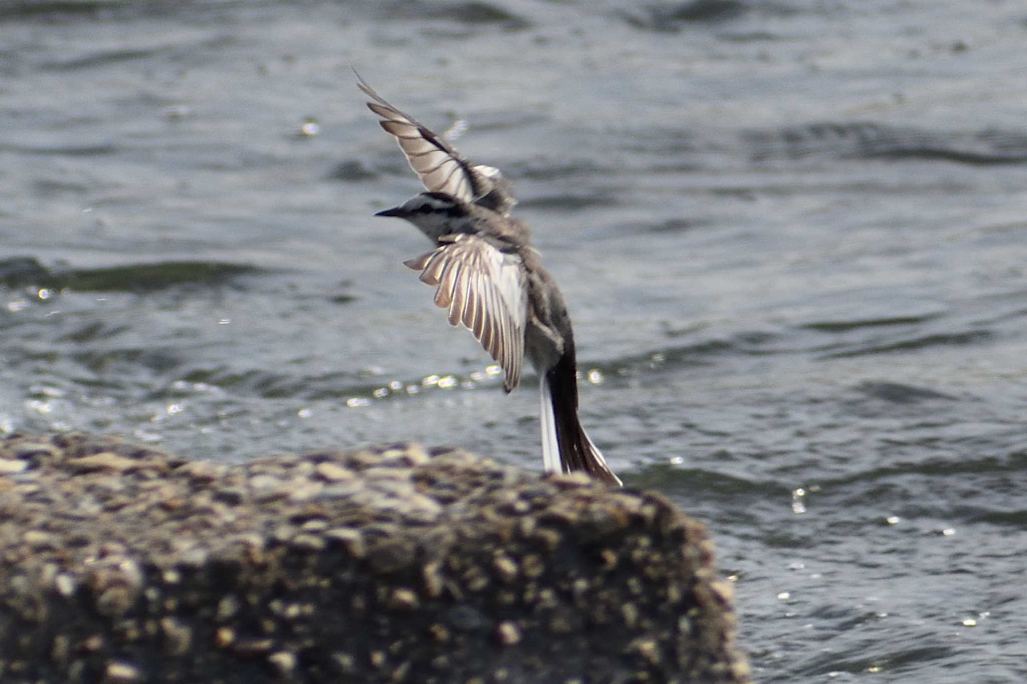 Photo of White Wagtail at 庄内川 by よつくん