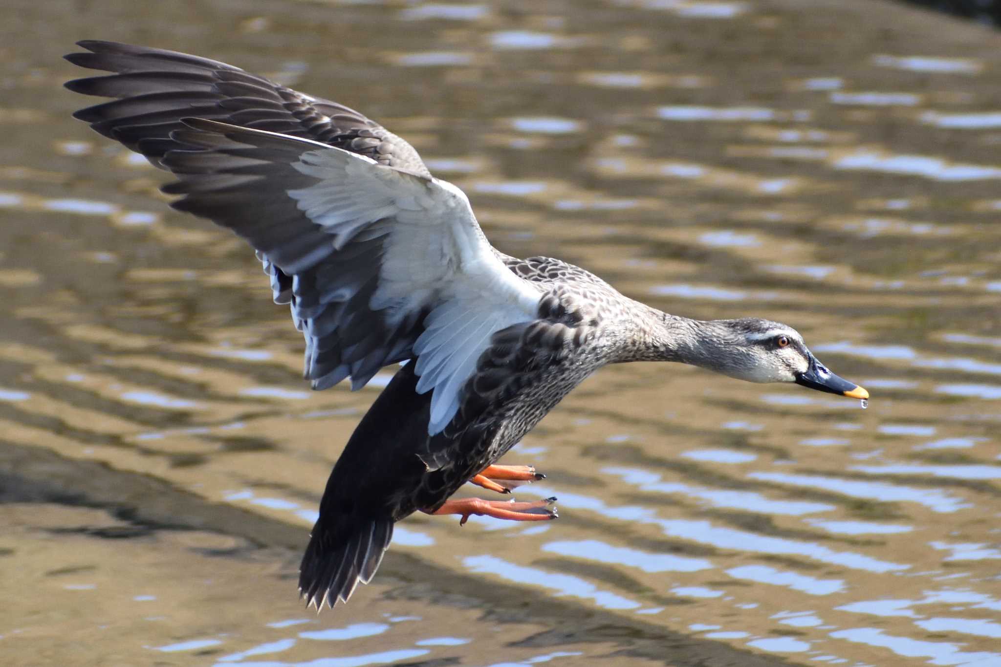 Eastern Spot-billed Duck