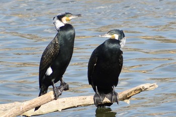 Thu, 3/11/2021 Birding report at 庄内川