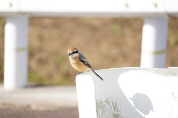 Bull-headed Shrike 大阪 Thu, 3/11/2021