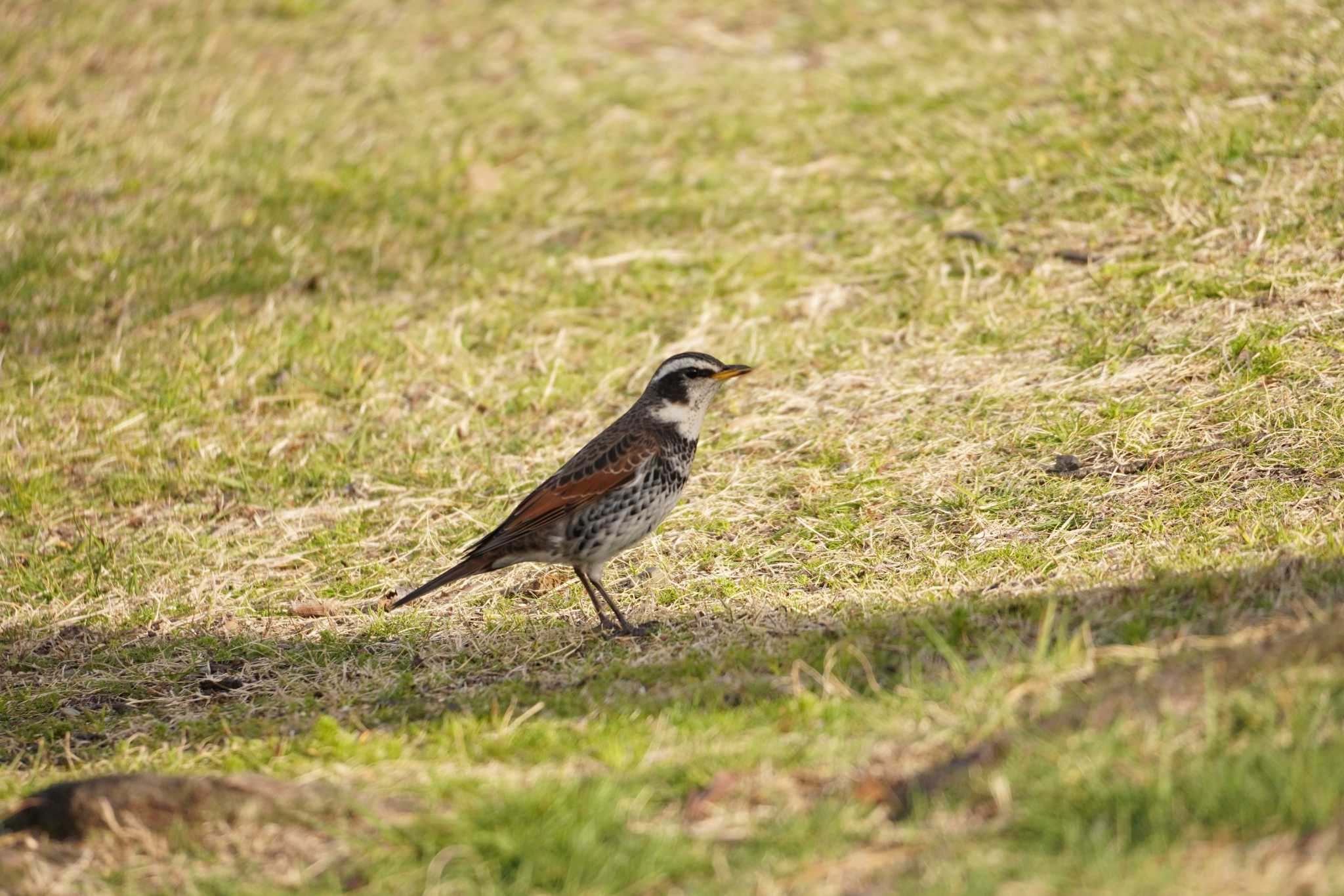 Photo of Dusky Thrush at 大阪 by mag84