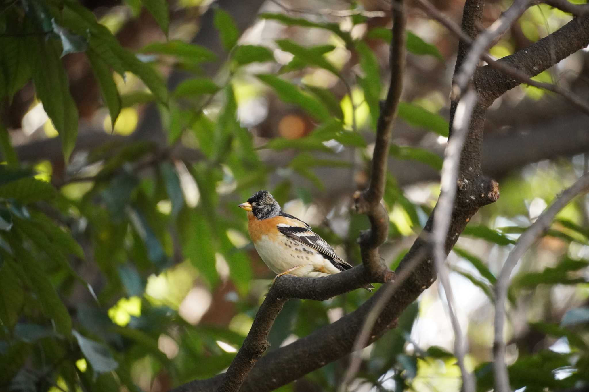 Photo of Brambling at 大阪 by mag84