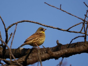 Masked Bunting Mitsuike Park Thu, 3/11/2021