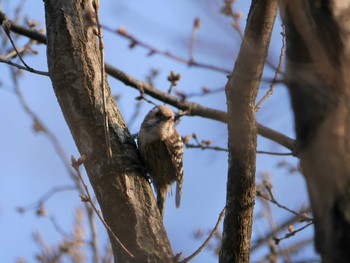 Japanese Pygmy Woodpecker Mitsuike Park Thu, 3/11/2021