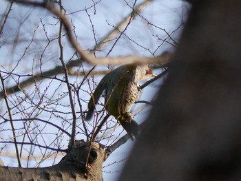 Japanese Green Woodpecker Mitsuike Park Thu, 3/11/2021