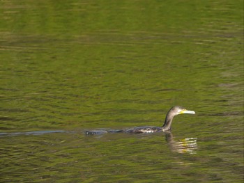 Great Cormorant Mitsuike Park Thu, 3/11/2021