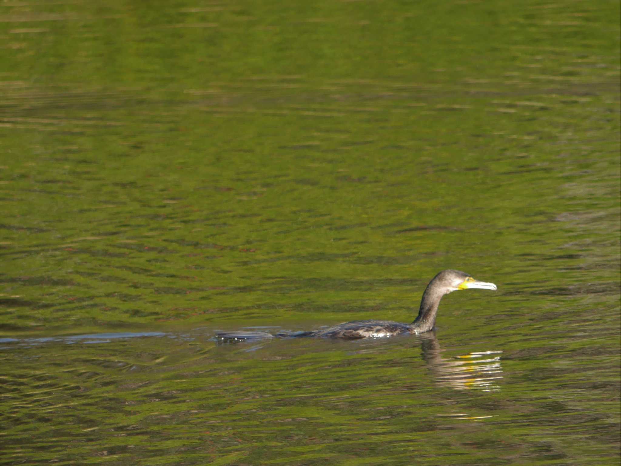 Great Cormorant