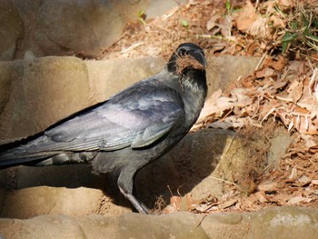 Carrion Crow Mitsuike Park Thu, 3/11/2021