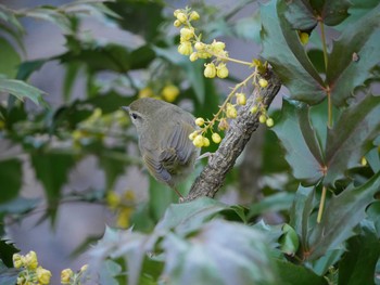 Japanese Bush Warbler Mitsuike Park Thu, 3/11/2021