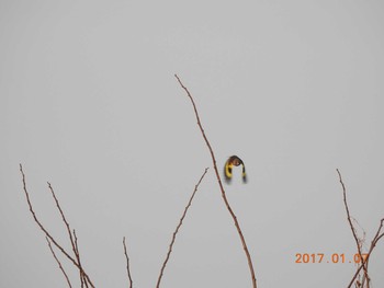 カワラヒワ 神奈川県　平塚市　相模川 2017年1月7日(土)