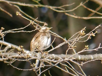 Dusky Thrush Mitsuike Park Thu, 3/11/2021