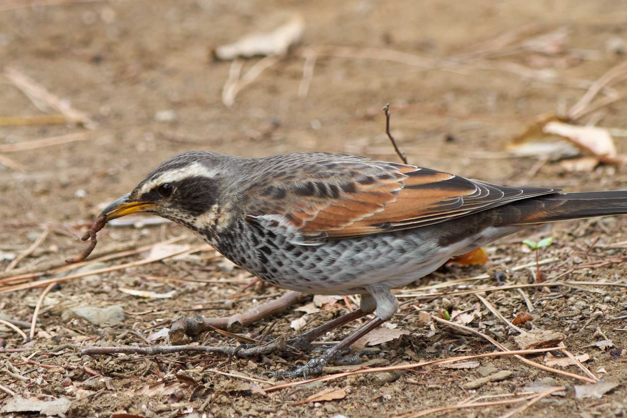 Photo of Dusky Thrush at Yoyogi Park by Shinichi.JPN