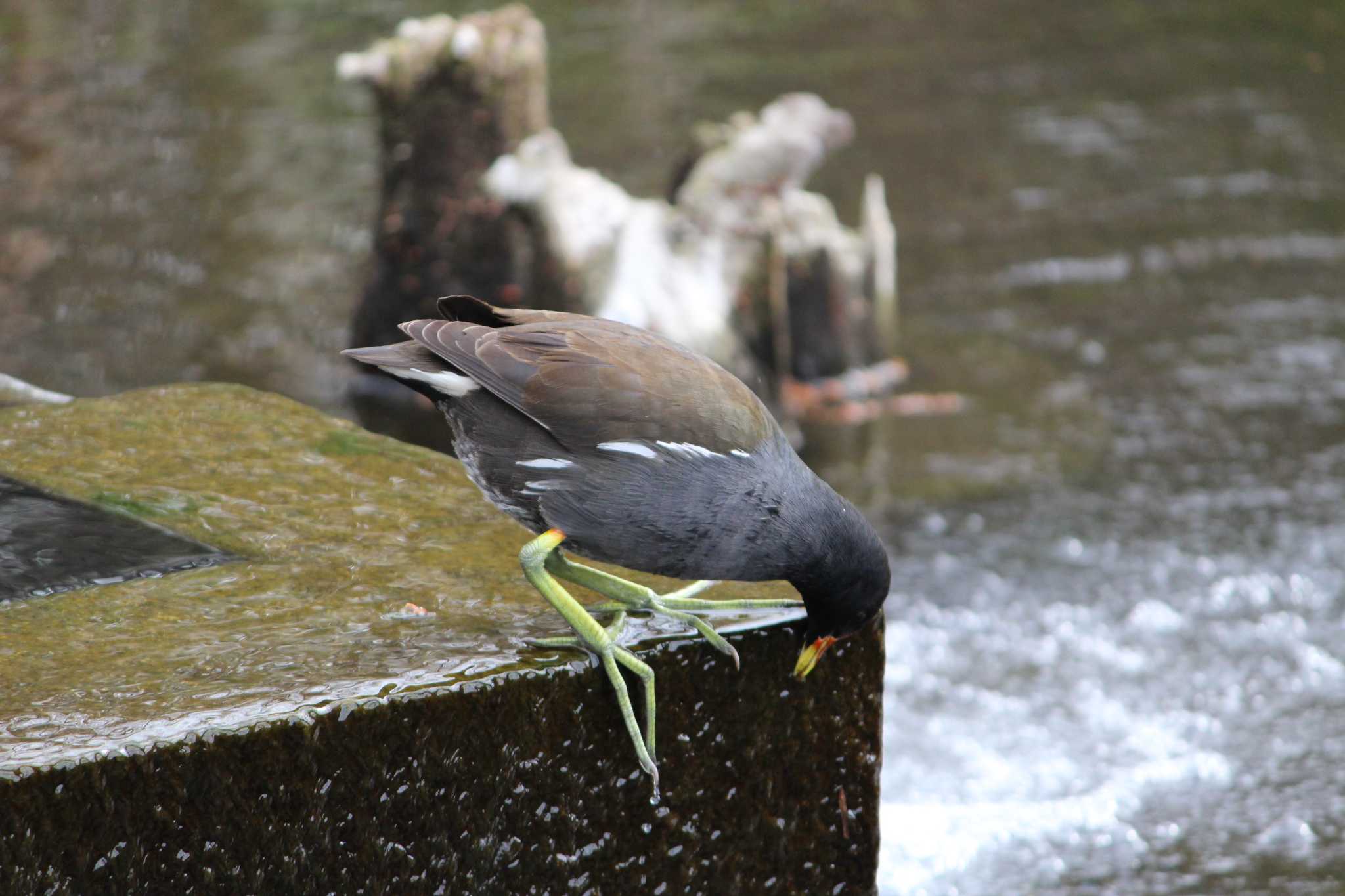 Common Moorhen