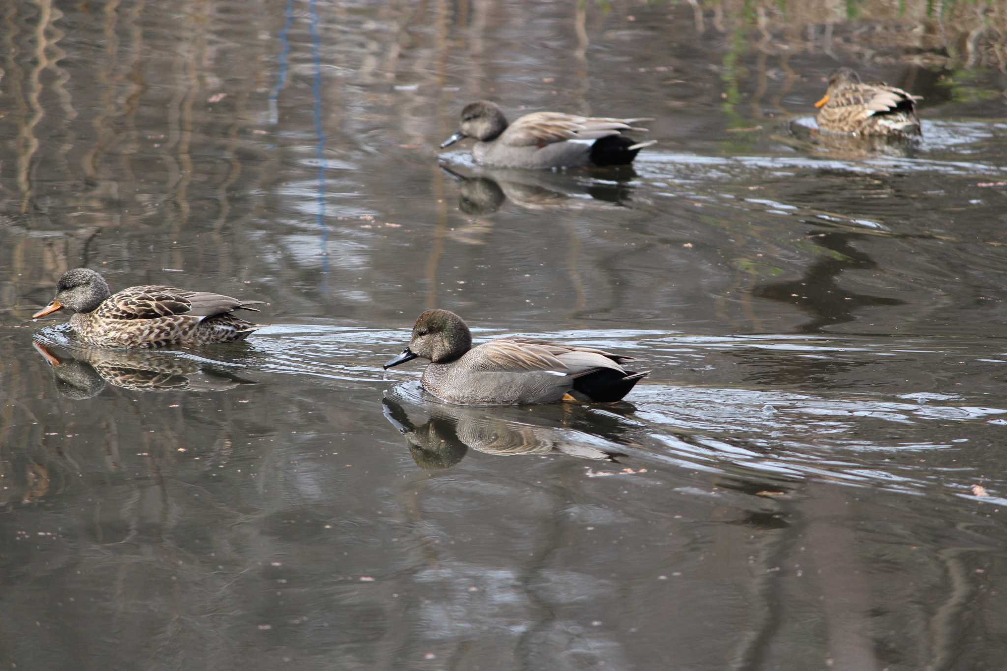 Photo of Gadwall at Shakujii Park by Sweet Potato