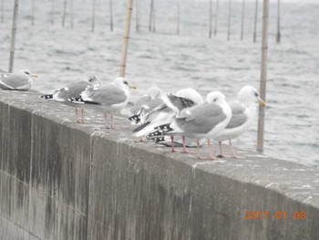 Vega Gull 千葉県　木更津市 Sun, 1/8/2017