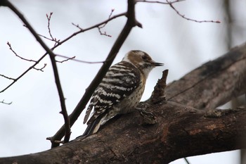 2021年3月12日(金) 石神井公園の野鳥観察記録