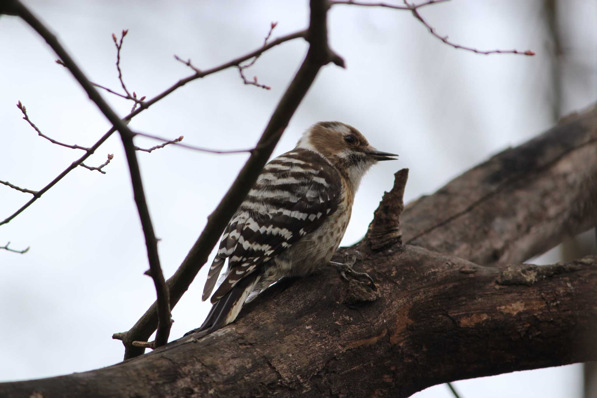 Japanese Pygmy Woodpecker