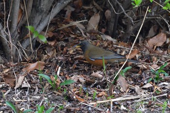 Brown-headed Thrush Nagahama Park Fri, 3/12/2021