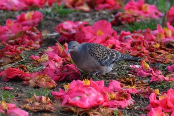 Oriental Turtle Dove Nagahama Park Fri, 3/12/2021