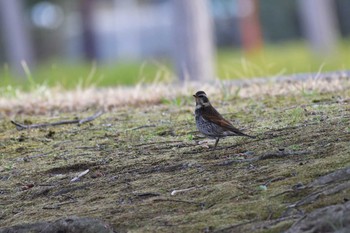 Dusky Thrush Nagahama Park Fri, 3/12/2021