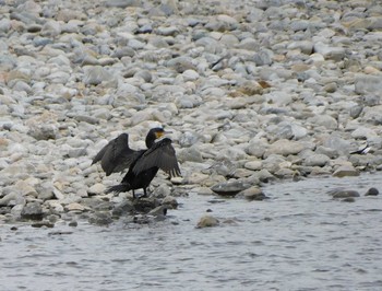 2021年3月7日(日) 多摩川の野鳥観察記録