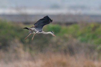 Grey Heron 山口県山口市 Sat, 3/6/2021