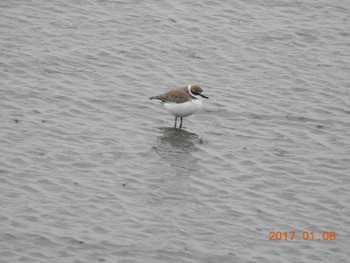 Kentish Plover 千葉県　木更津市 Sun, 1/8/2017