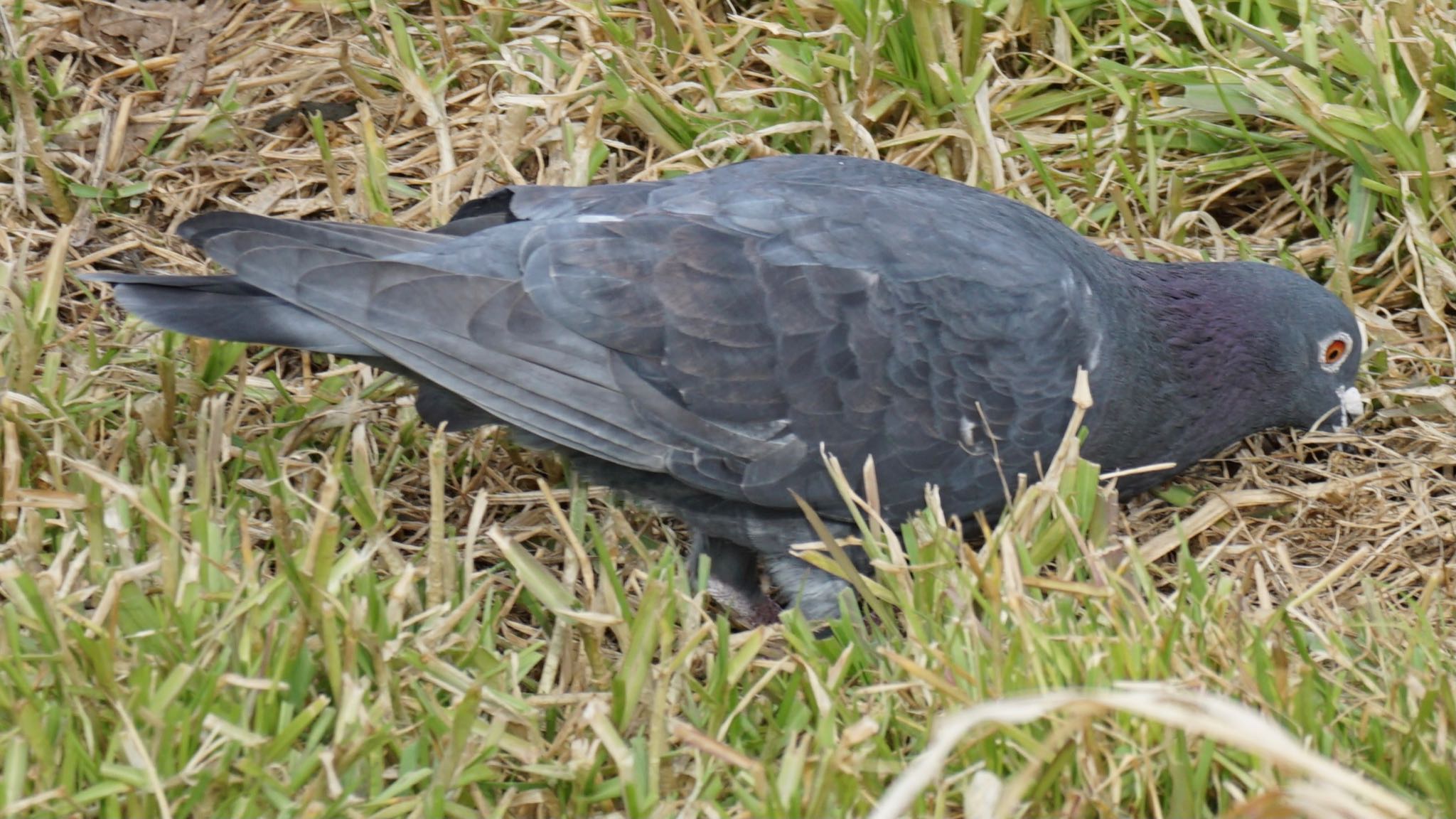 Rock Dove