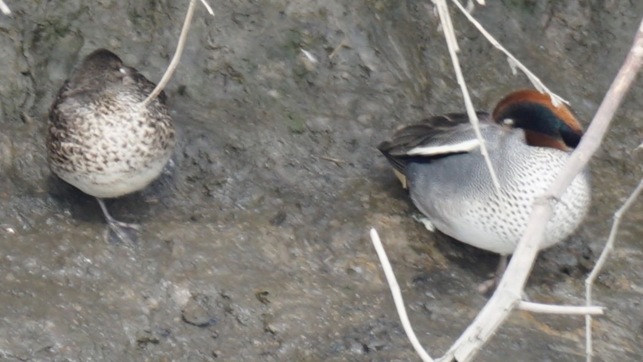 Photo of Eurasian Teal at 芝川第一調節池(芝川貯水池) by ツピ太郎