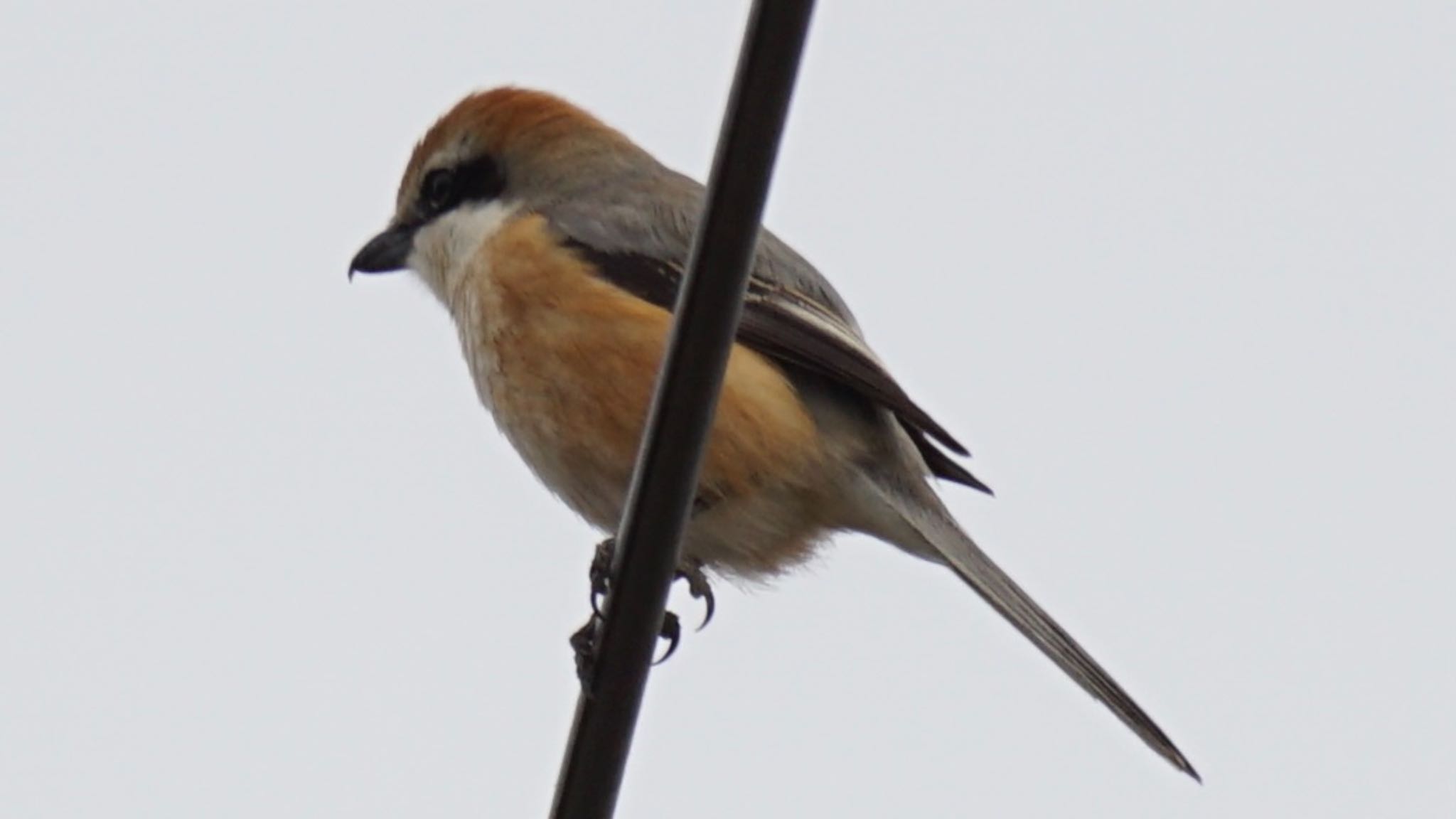 Bull-headed Shrike