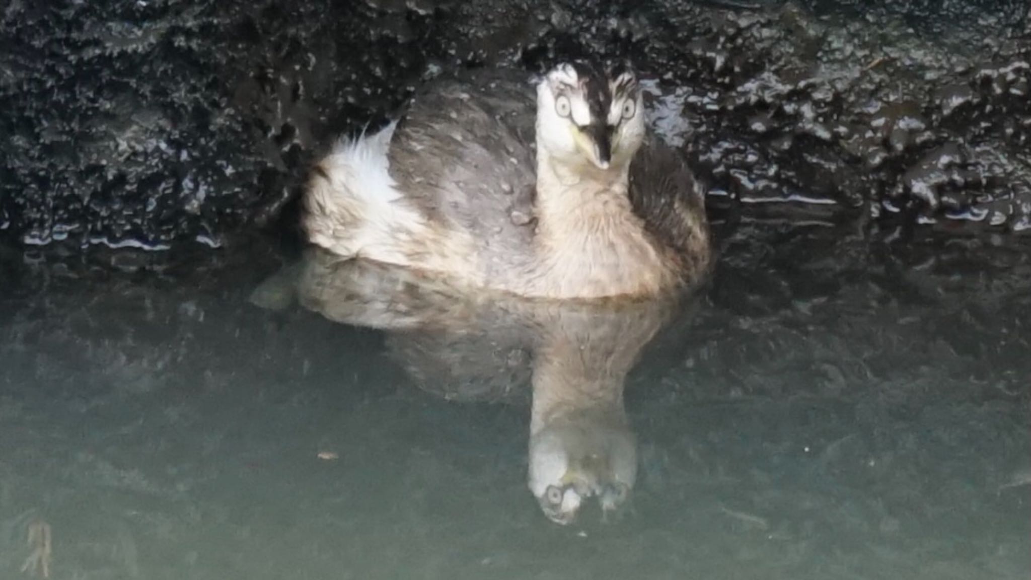 Little Grebe