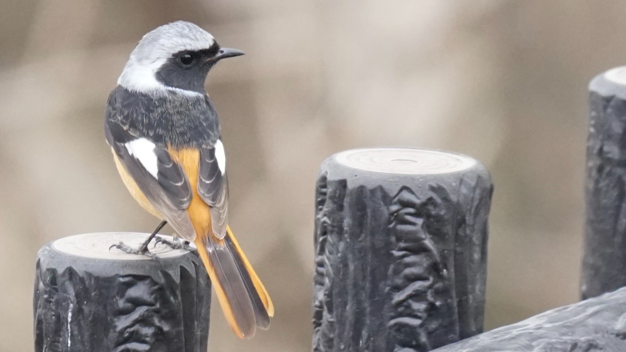 Photo of Daurian Redstart at 芝川第一調節池(芝川貯水池) by ツピ太郎