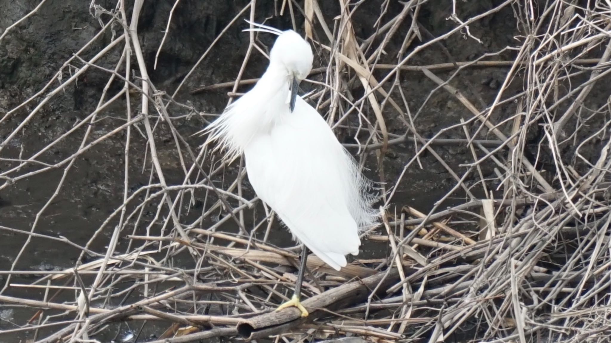 Photo of Little Egret at 芝川第一調節池(芝川貯水池) by ツピ太郎