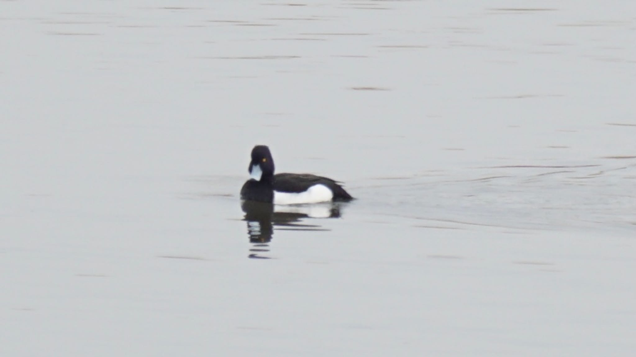 Tufted Duck