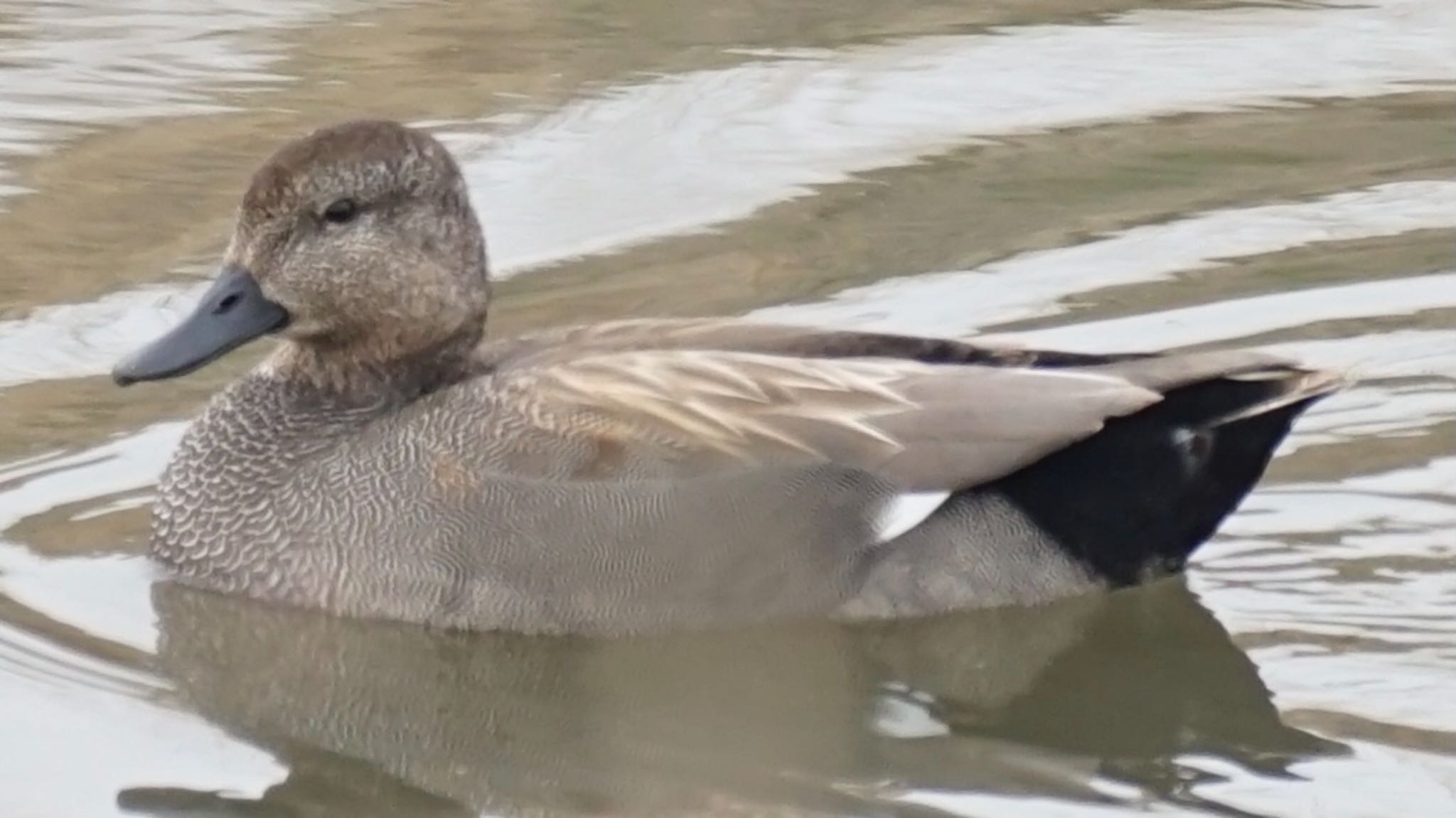 Photo of Gadwall at 芝川第一調節池(芝川貯水池) by ツピ太郎