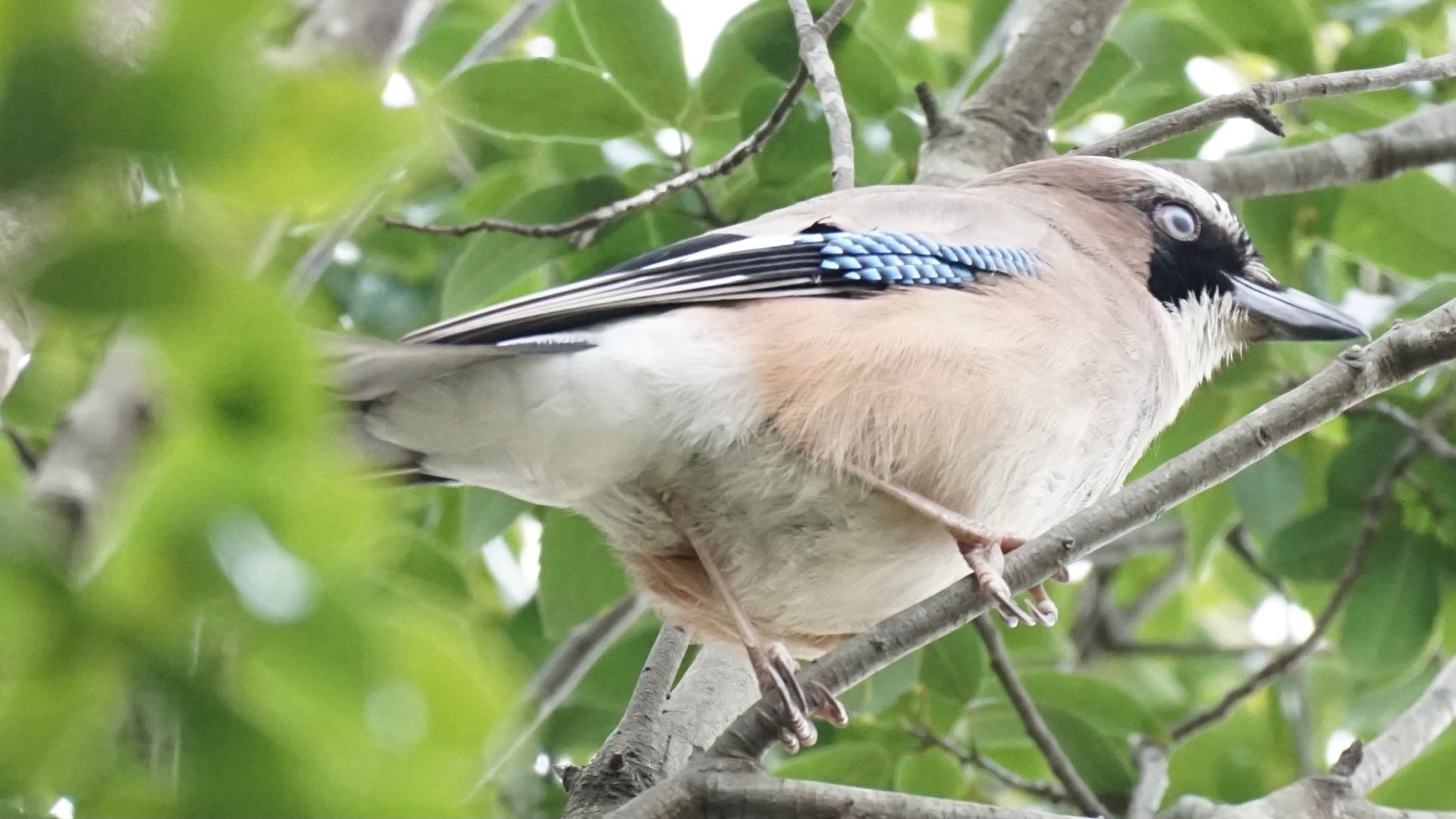 Eurasian Jay