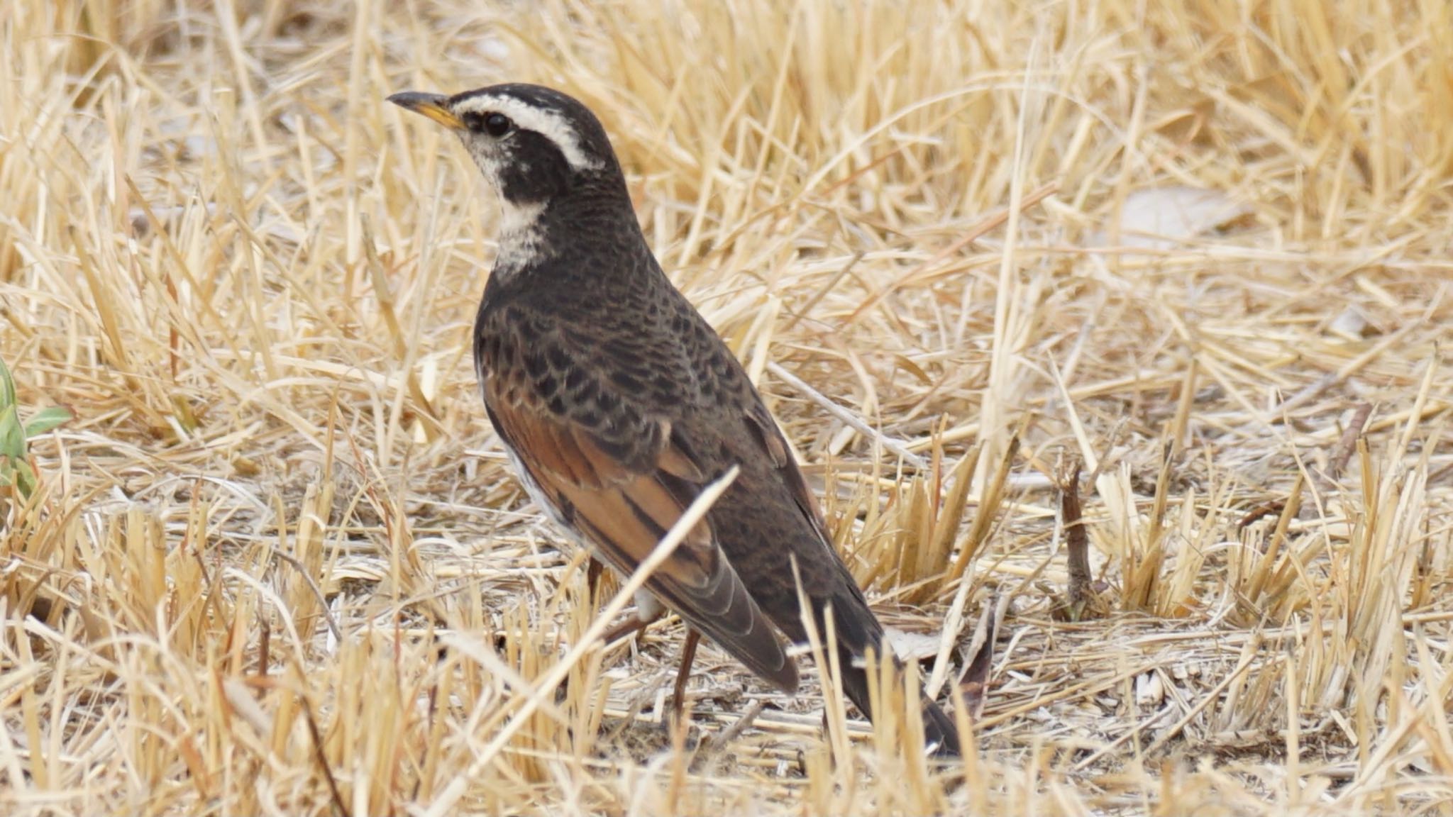 Dusky Thrush