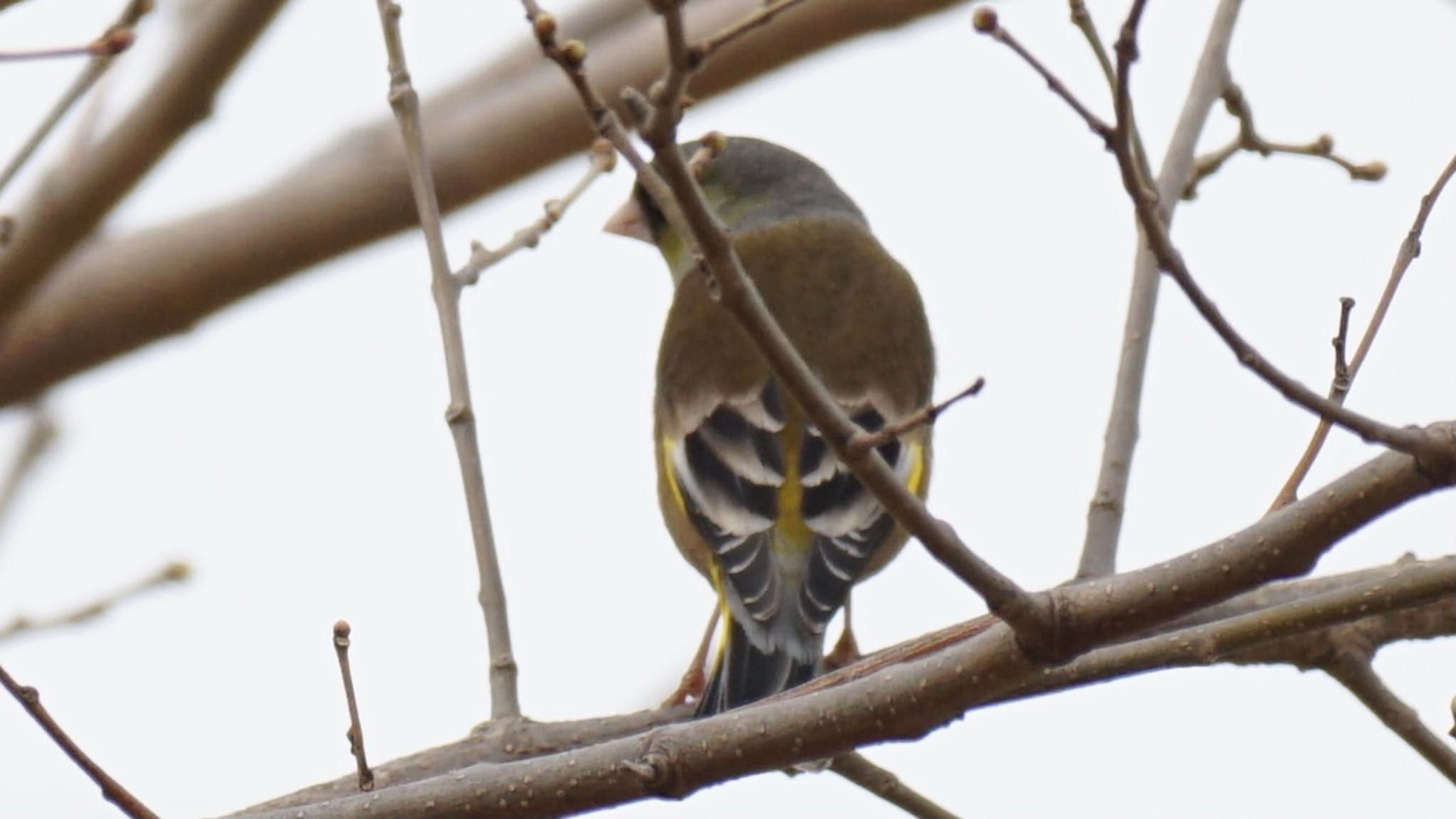 Grey-capped Greenfinch