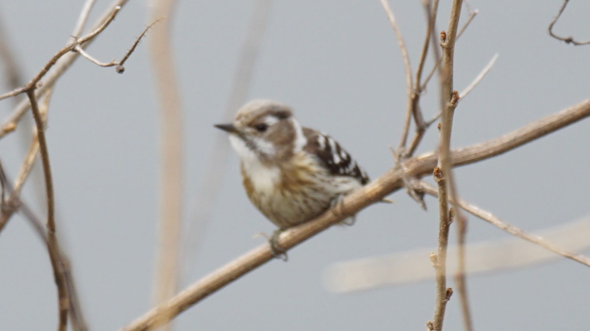 Japanese Pygmy Woodpecker