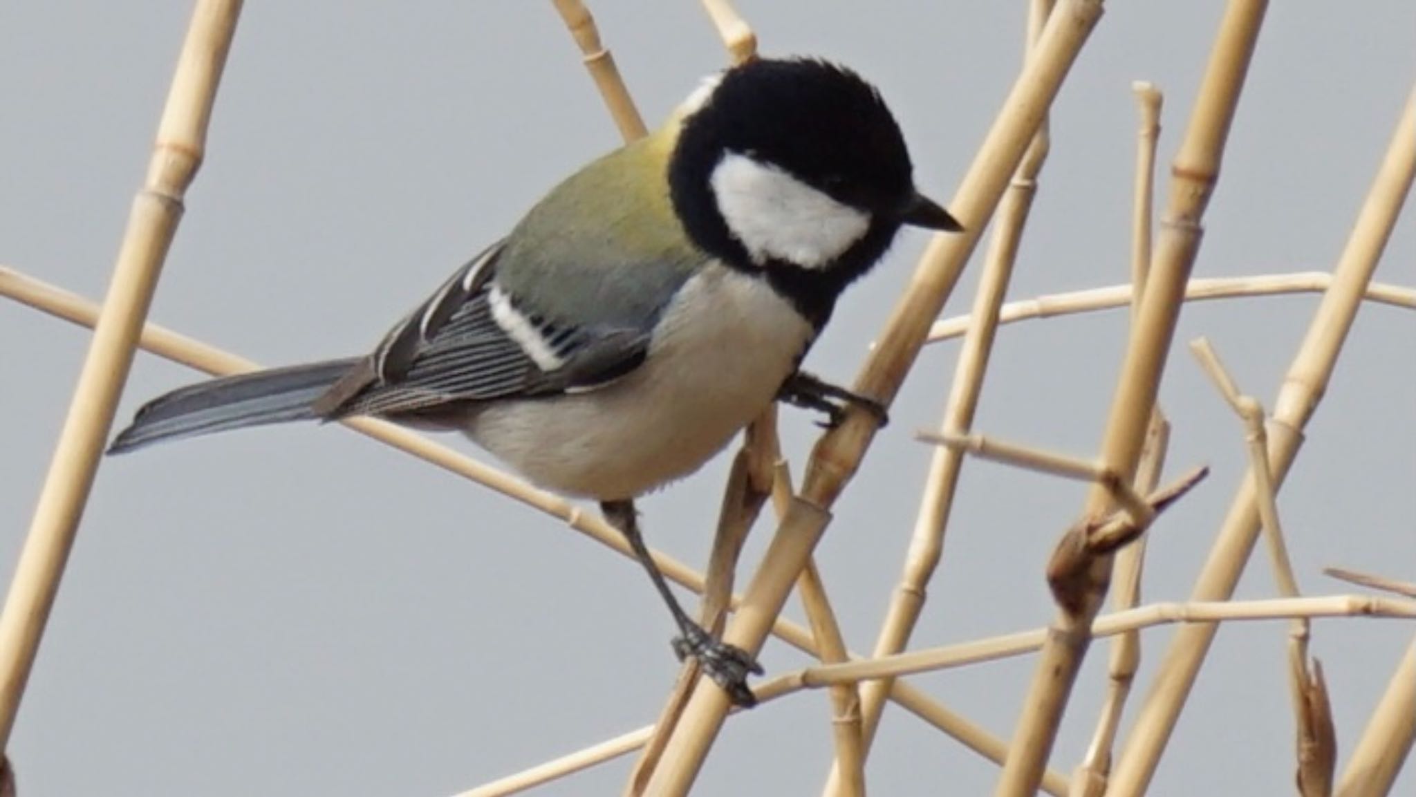 Japanese Tit