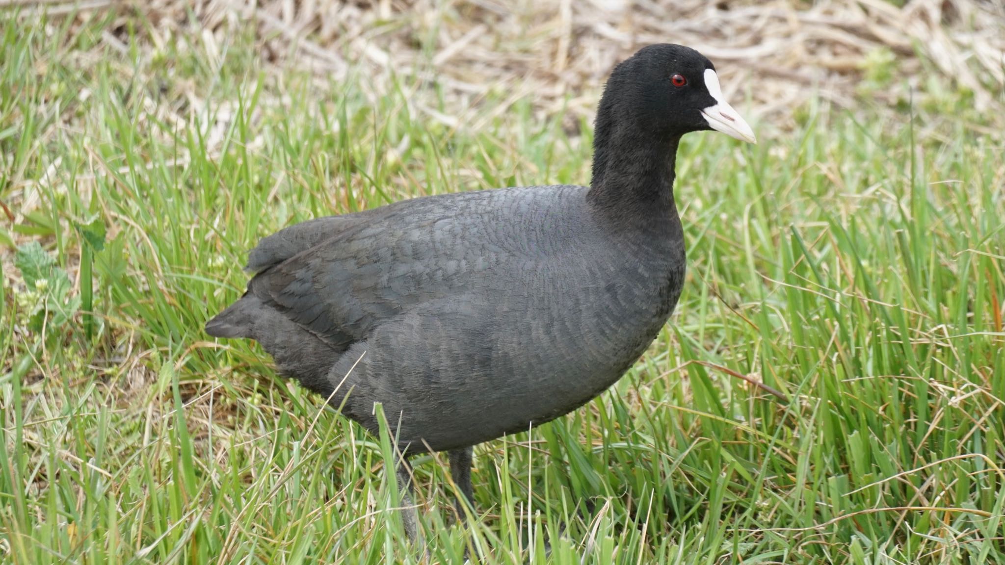 Eurasian Coot