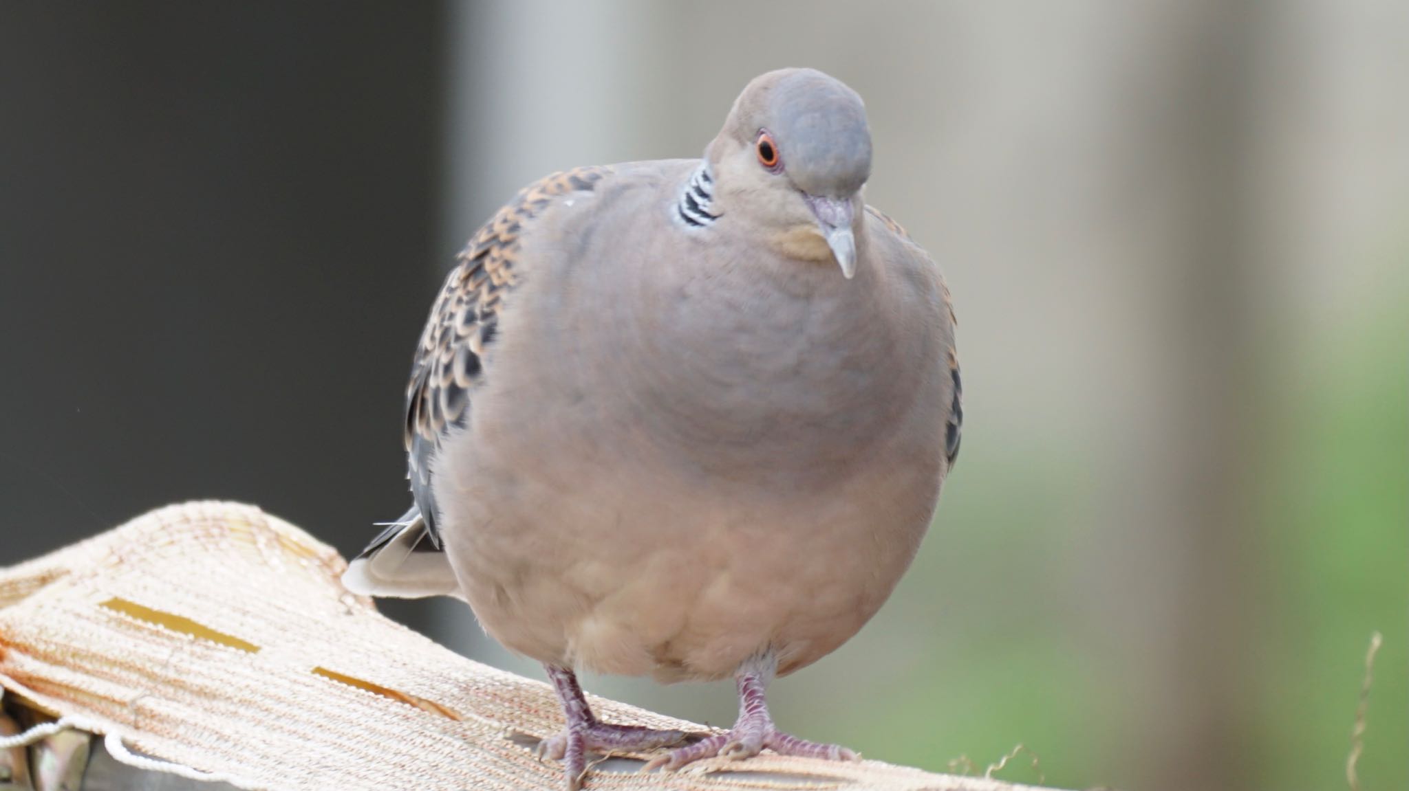 Oriental Turtle Dove