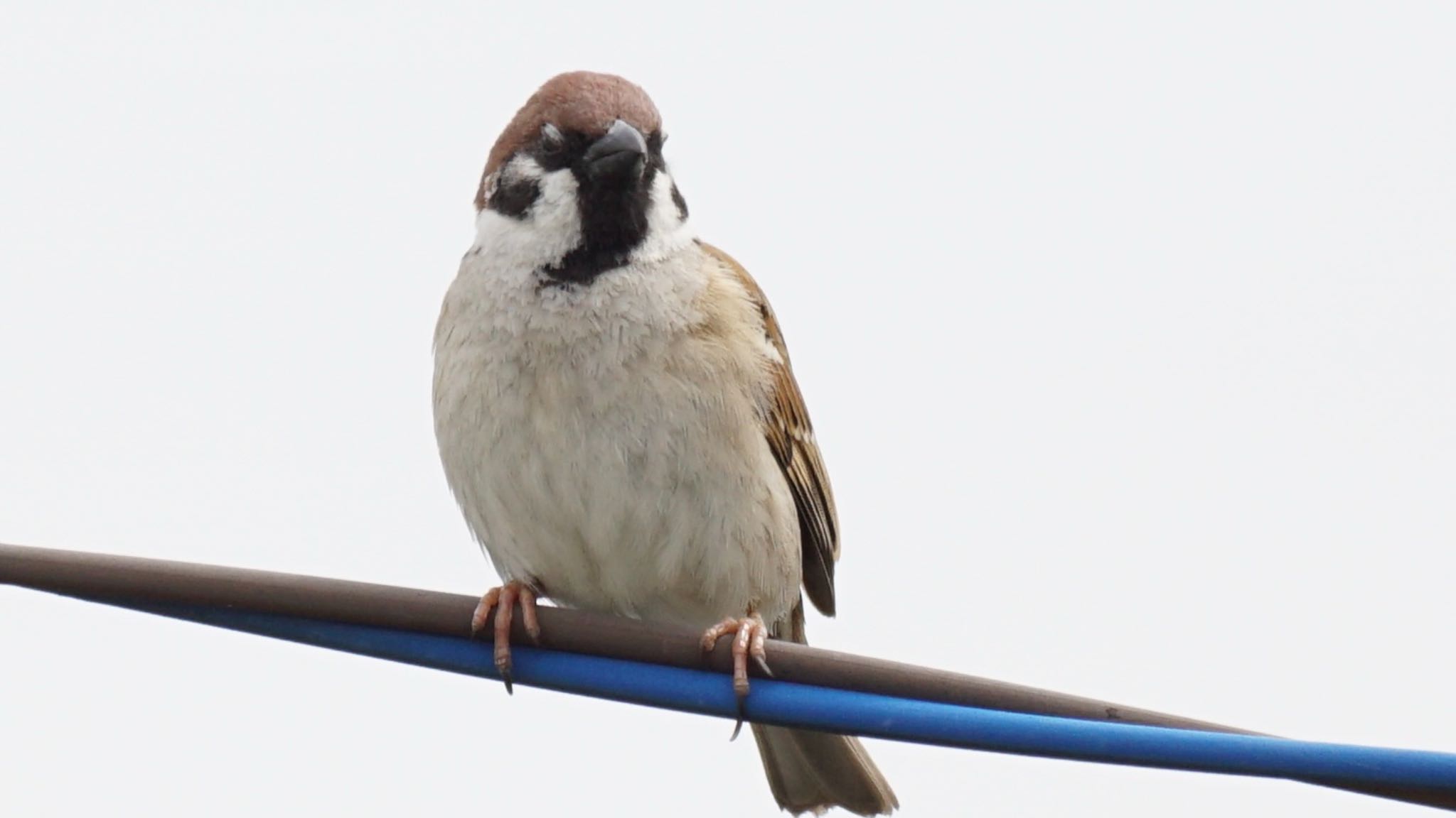 Eurasian Tree Sparrow