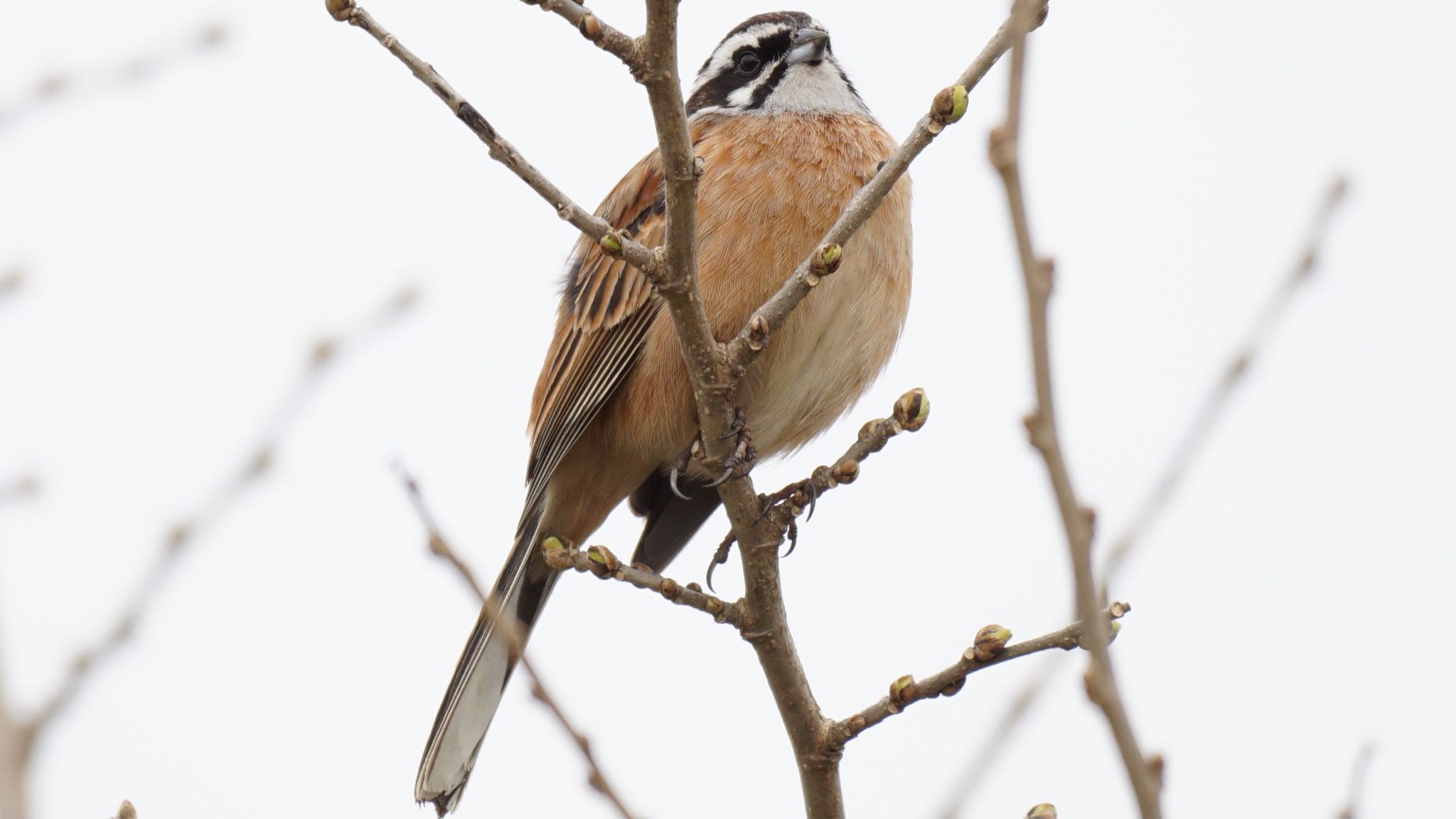 Photo of Meadow Bunting at 芝川第一調節池(芝川貯水池) by ツピ太郎