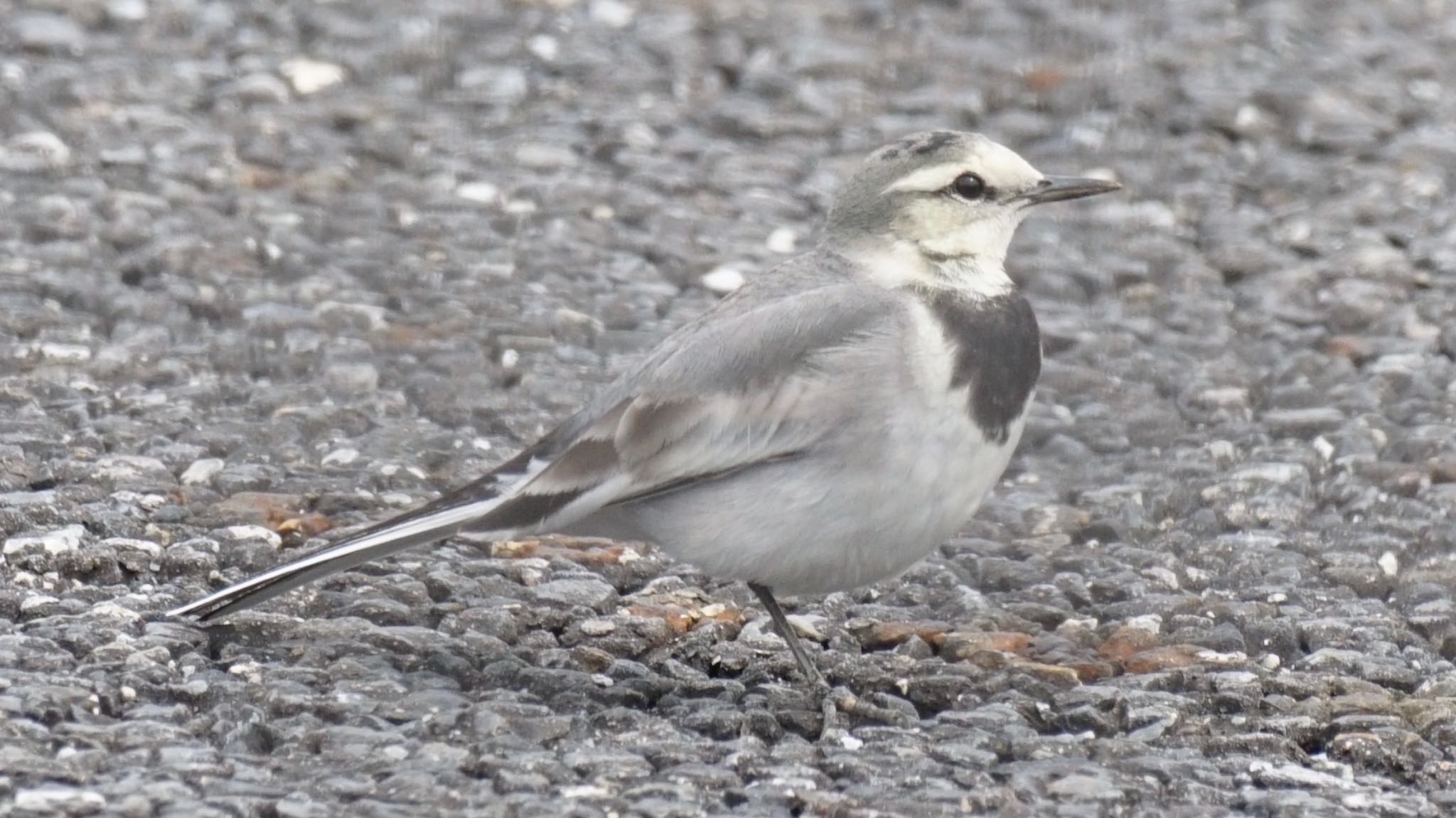 White Wagtail