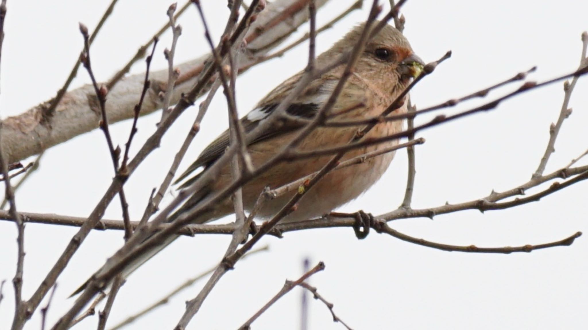 Siberian Long-tailed Rosefinch