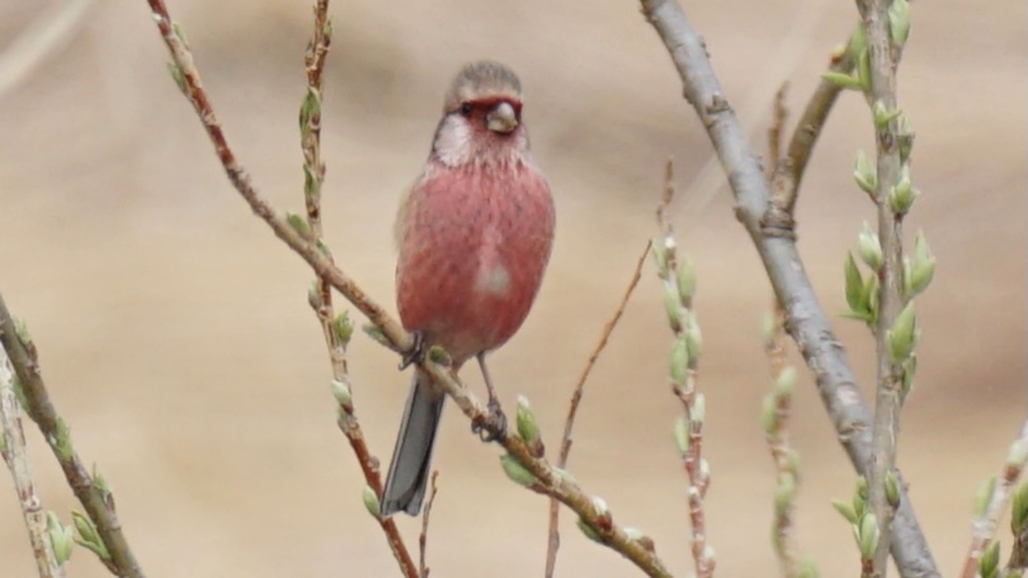 Siberian Long-tailed Rosefinch